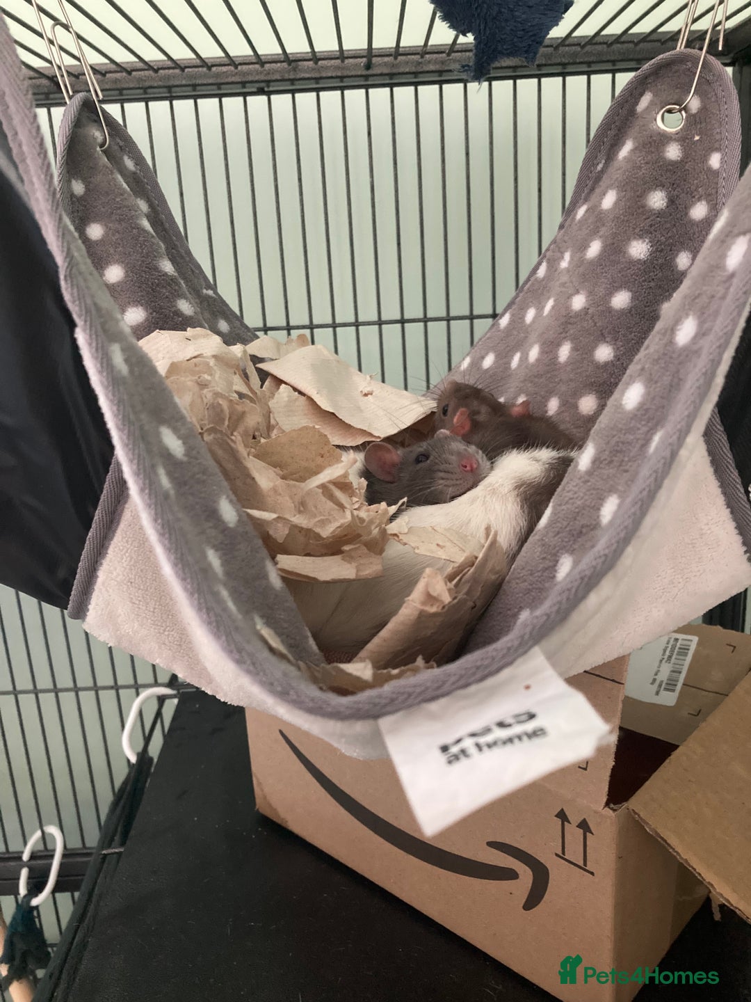 Rat rodents for sale: 2 female rats free to a good home - Image 4