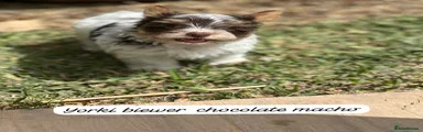 Mixed Breed 1