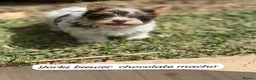 Mixed Breed dogs for sale: Adorable 6-Month-Old Biewer Yorkshire Terrier toy - Advert 3