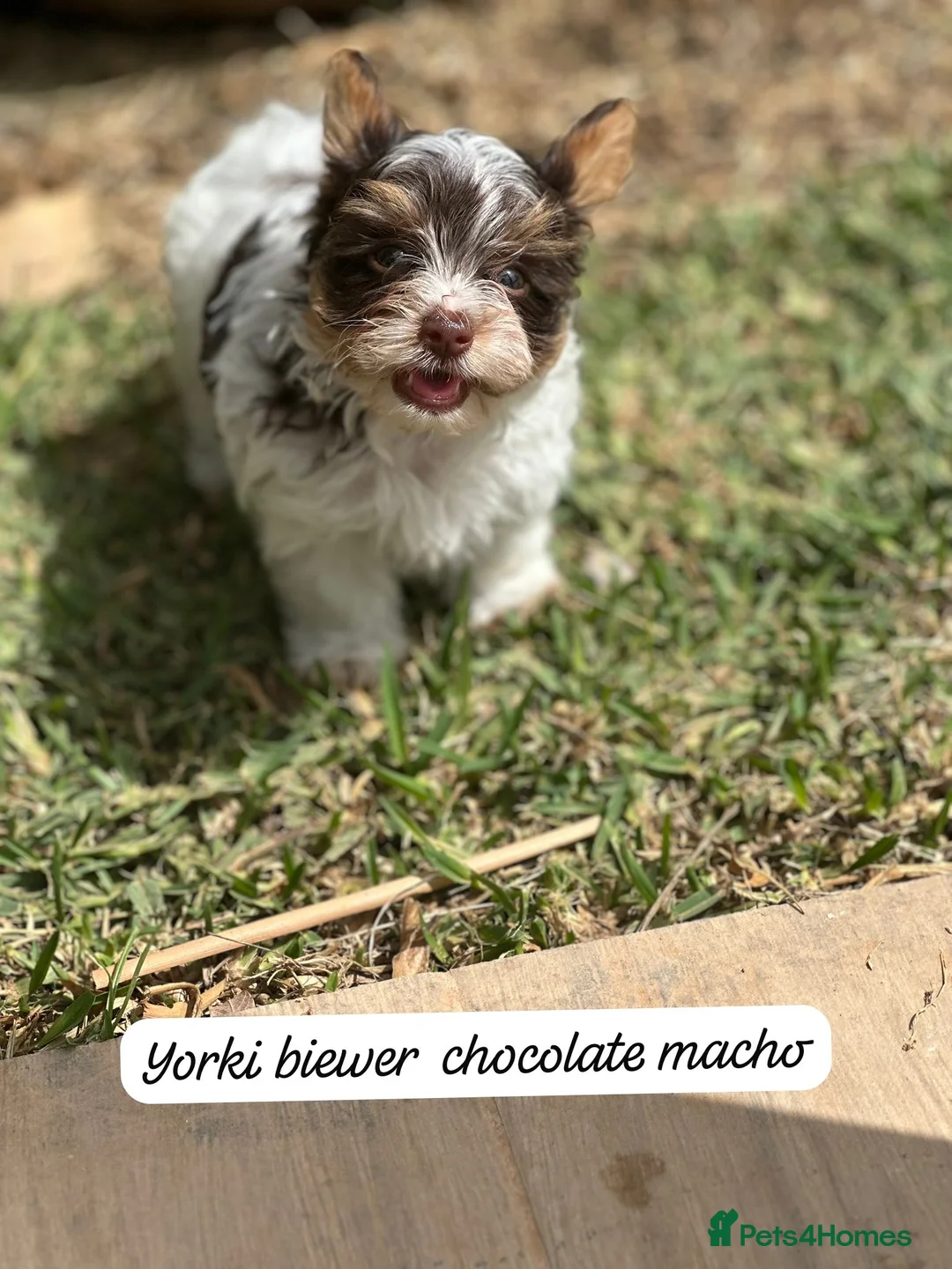 Mixed Breed dogs for sale: Adorable 6-Month-Old Biewer Yorkshire Terrier toy - Advert 3
