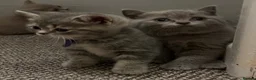 British Shorthair cats for sale: Beautiful British Shorthair kittens - Advert 8