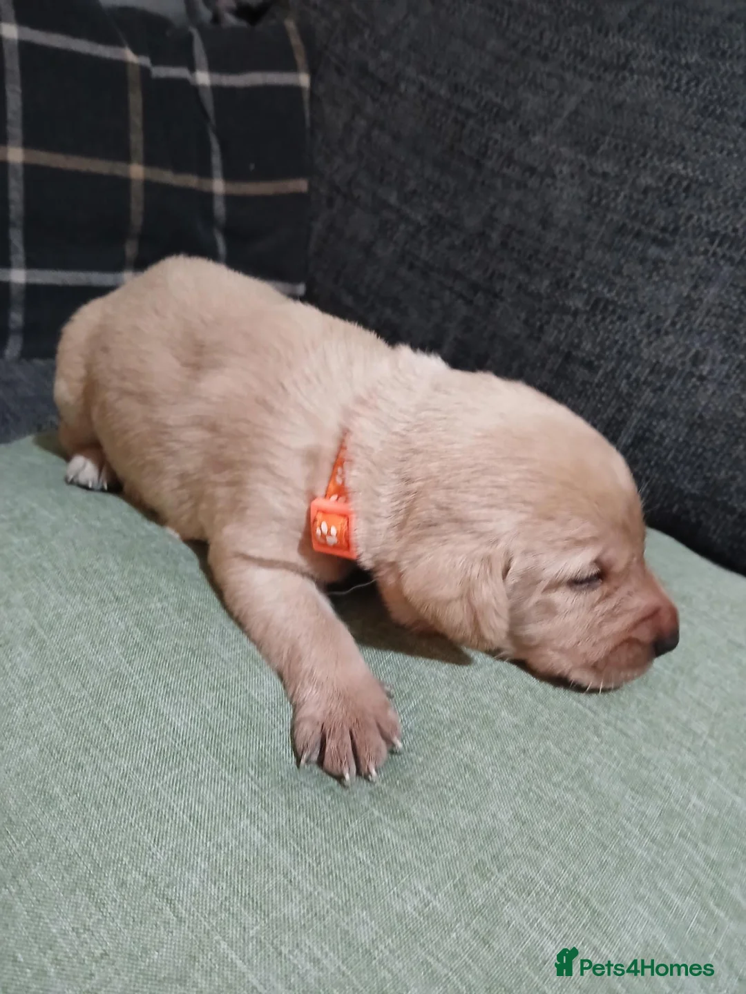 Labrador Retriever dogs for sale: Labrador retriever s in Bedworth - Advert 13