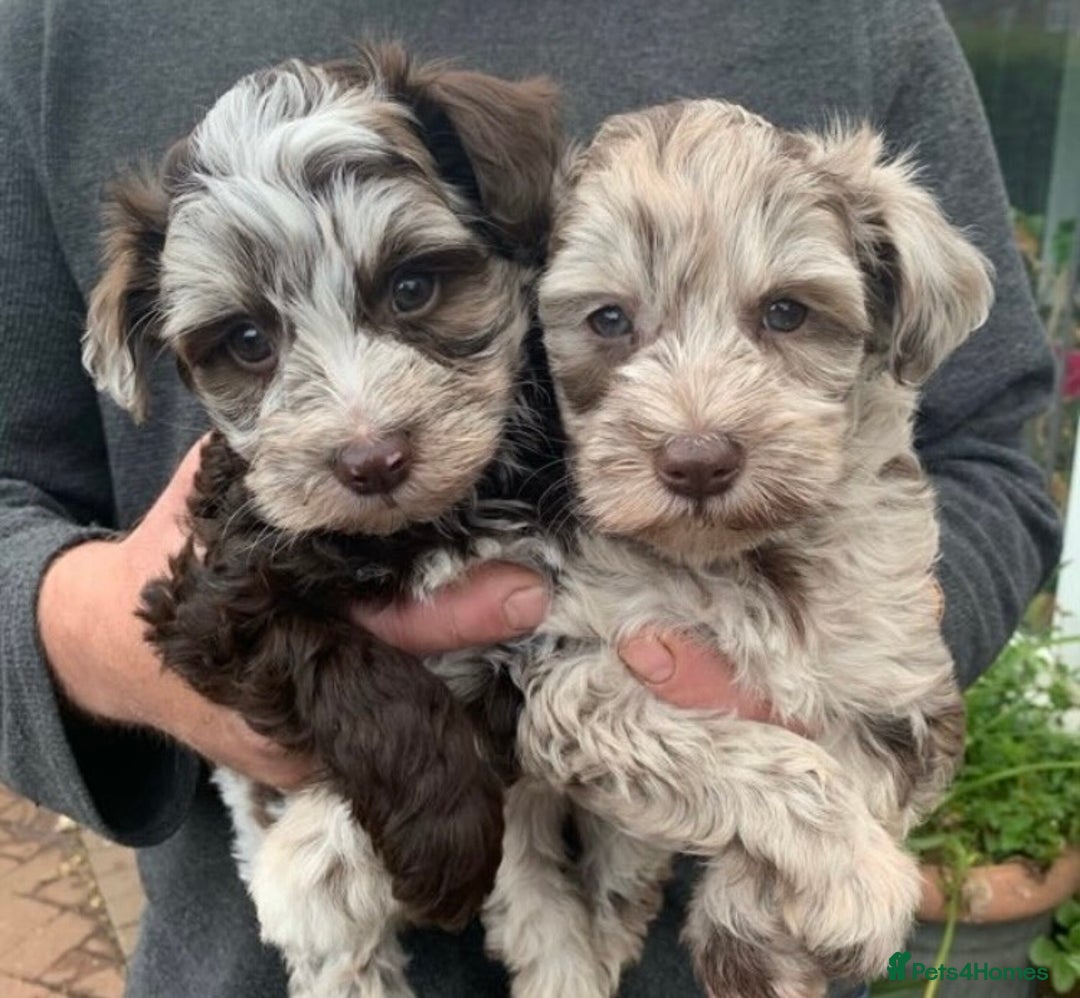 Poodle dogs for stud: Chocolate /White Miniature Schnauzer STUD BVA +MAC in Coventry - Advert 17