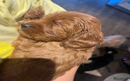 Cavapoo dogs for sale: ONLY our clever little Ricki left!  - Image 14