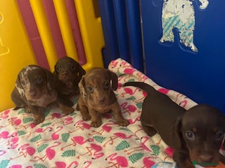 Miniature Dachshund dogs Beautiful Mini Dachshund Puppies READY - Advert 2
