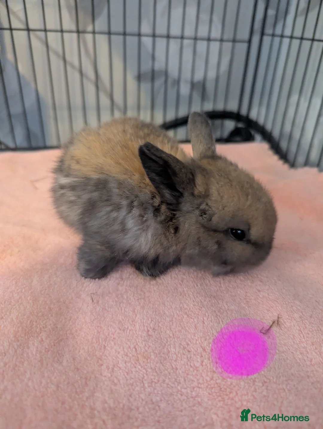 Mini Lop rabbits for sale: 9 week old Pure bred mini lops for reserve 2 LEFT - Advert 2