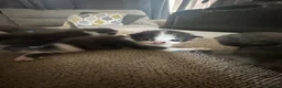 Mixed Breed cats for sale: Mixed breed kittens - Advert 7