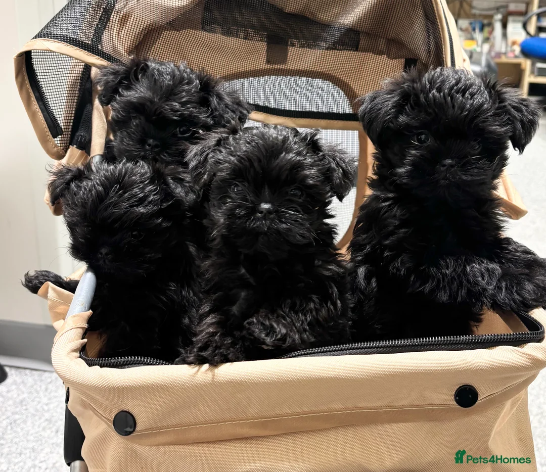 Affenpinscher dogs for sale: Affenpinscher puppies  - Advert 2
