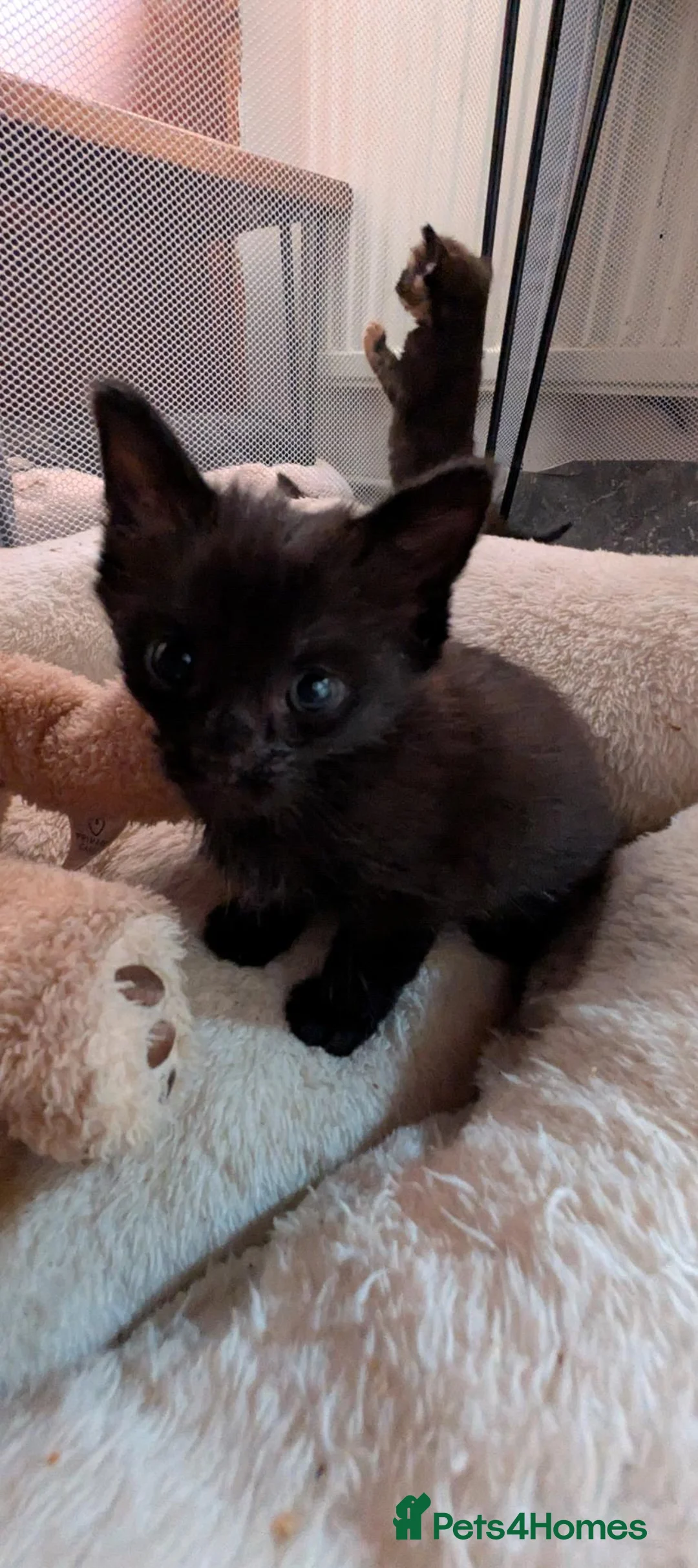 Mixed Breed cats for sale: Ready now! Last kitten of the litter! - Advert 2