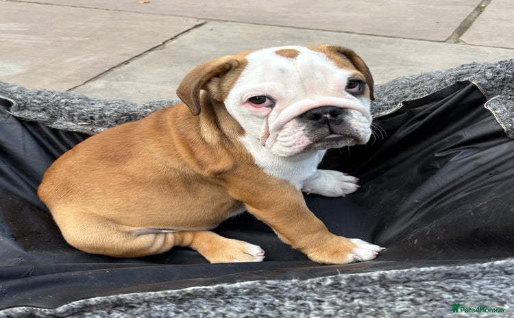 English Bulldog dogs - Advert 4