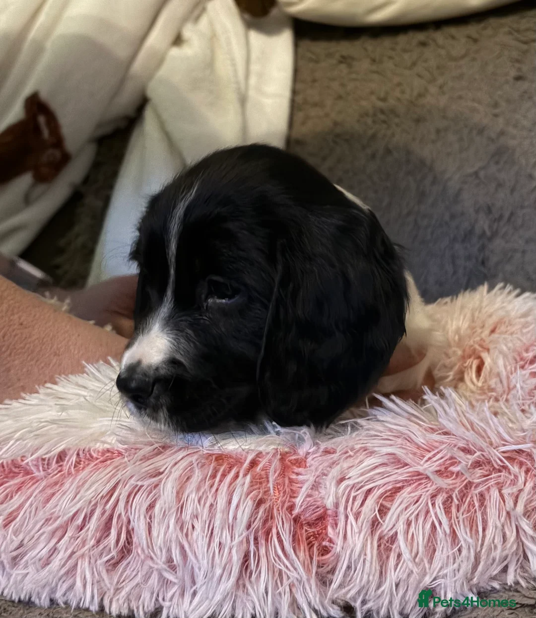 English Springer Spaniel dogs for sale: Springer Spaniel Puppies  in Redruth - Advert 2
