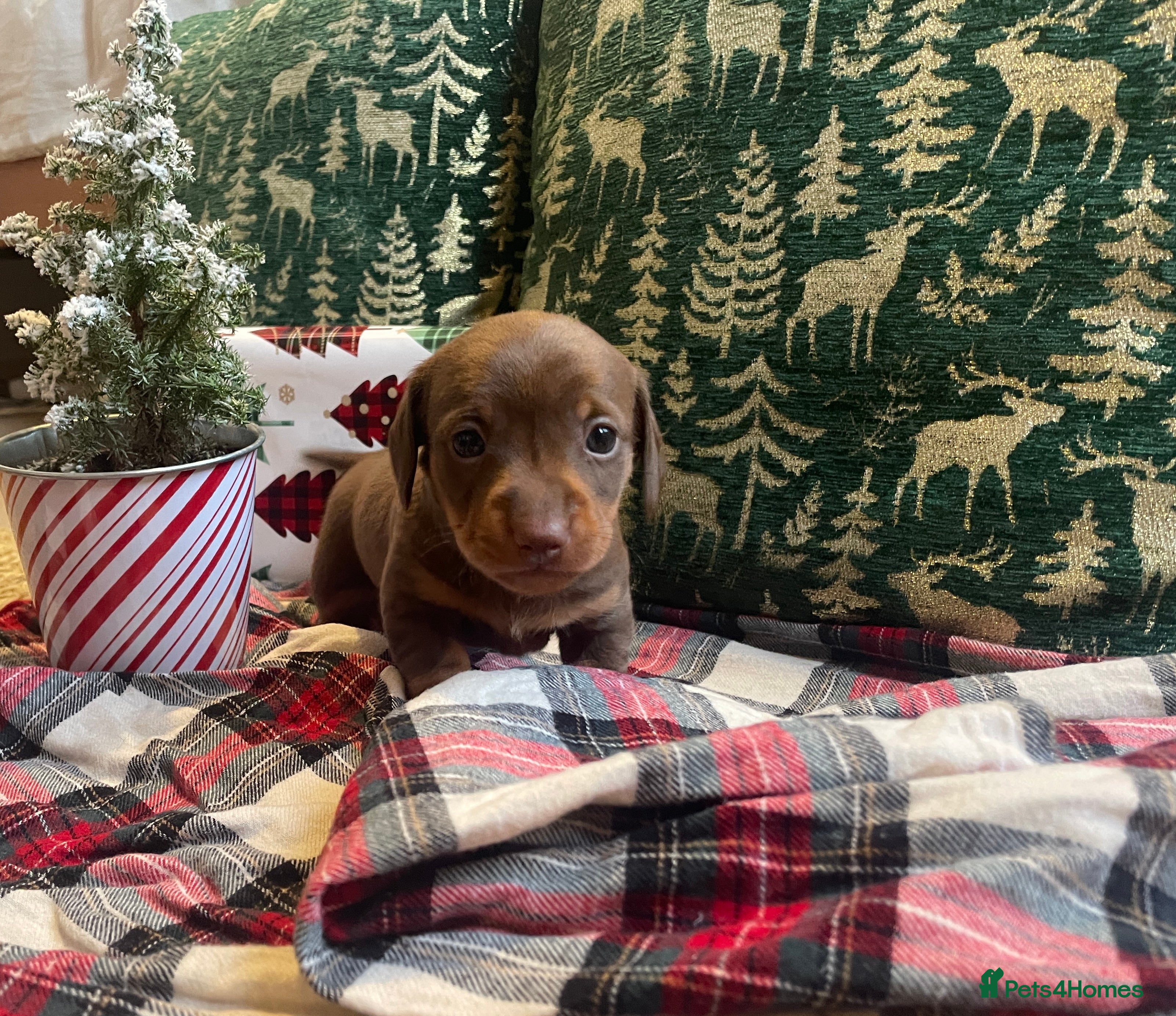 Miniature Dachshund dogs Kc Reg smooth hair miniature dachshund - Advert 8