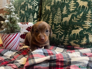 Miniature Dachshund dogs Kc Reg smooth hair miniature dachshund - Advert 14