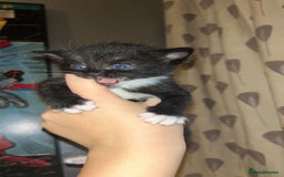 Bombay cats for sale: 4 Kittens for sale  - Image 6