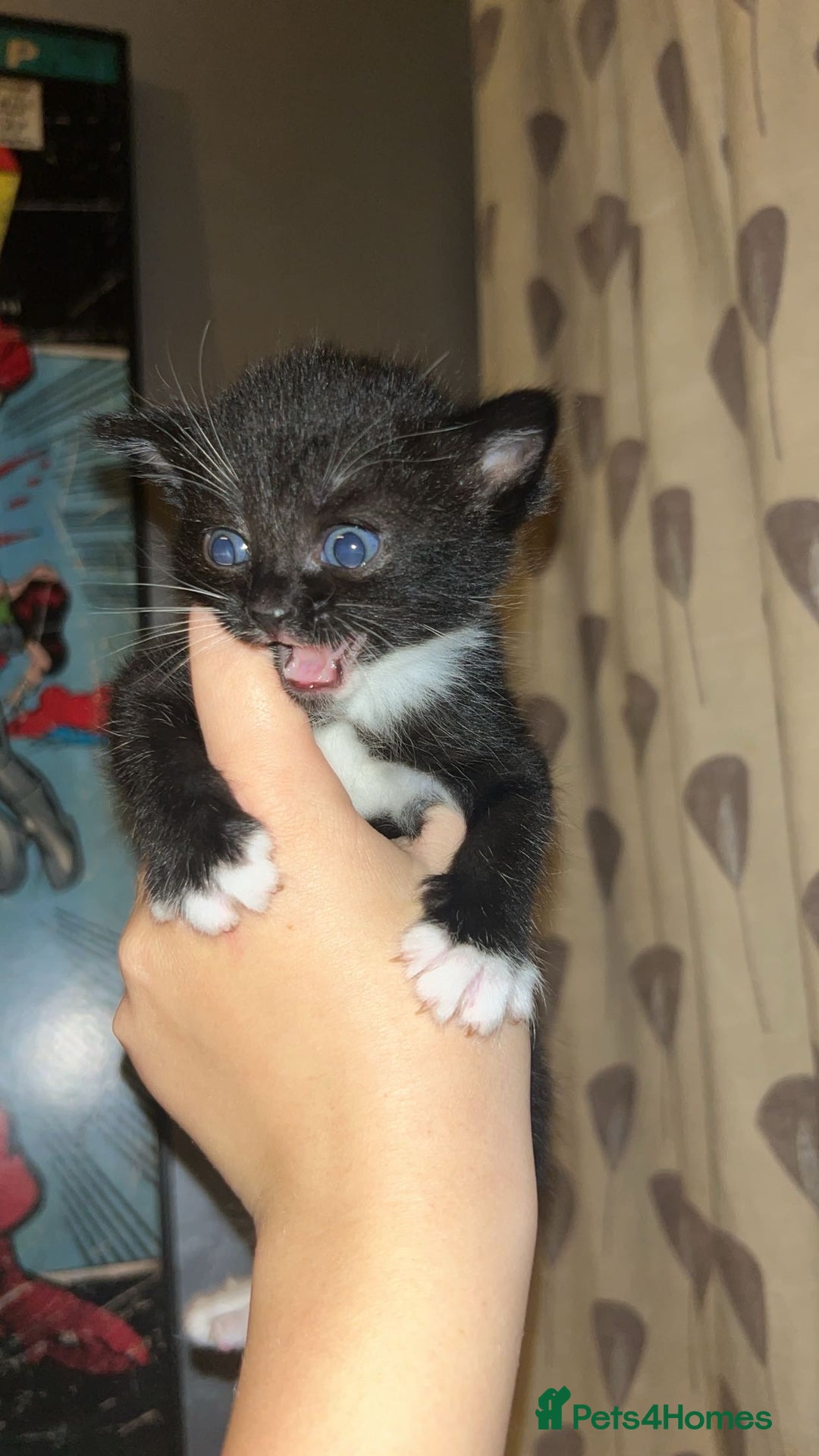 Bombay cats for sale: 4 Kittens for sale  - Image 6