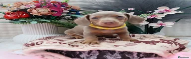 Miniature Dachshund Puppy 4