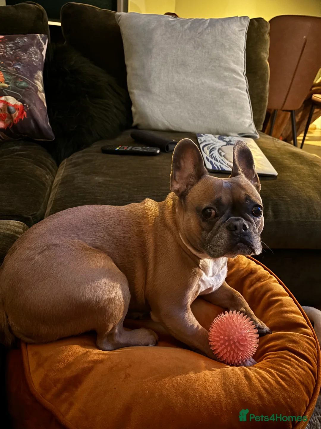 French Bulldog dogs for sale: Bailee French Bulldog - Advert 3
