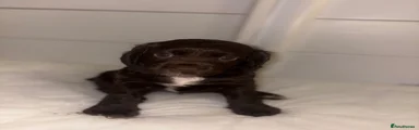 Cocker Spaniel 2