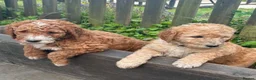 Mixed Breed dogs for sale: Red Australian labradoodle  in Caerphilly - Advert 8
