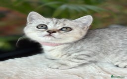 British Shorthair cats for sale: 💎Rare Silver & Spotted BSH Kittens ns 12 & n 24🐾 - Image 5