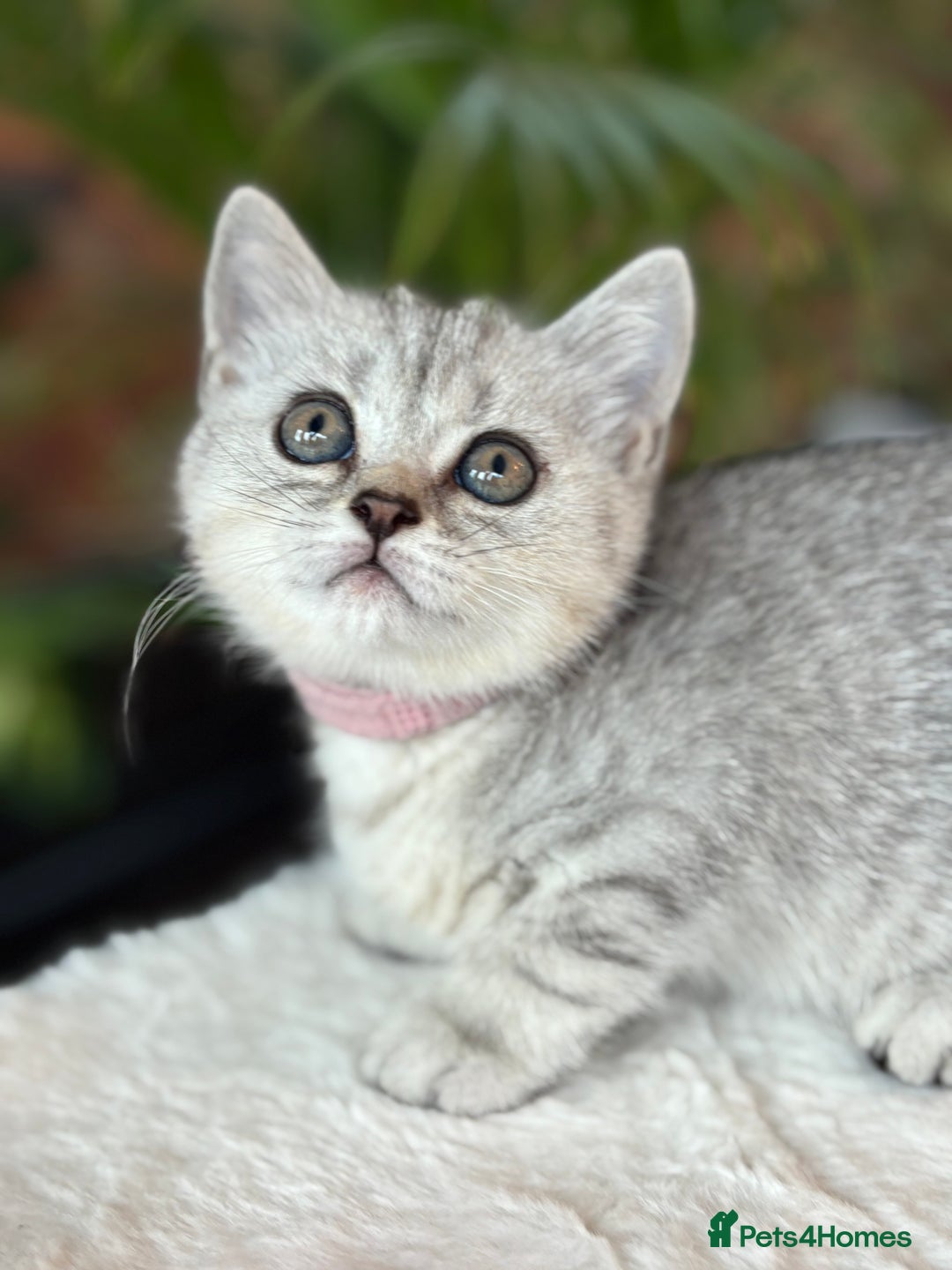 British Shorthair cats for sale: 💎Rare Silver & Spotted BSH Kittens ns 12 & n 24🐾 - Image 5