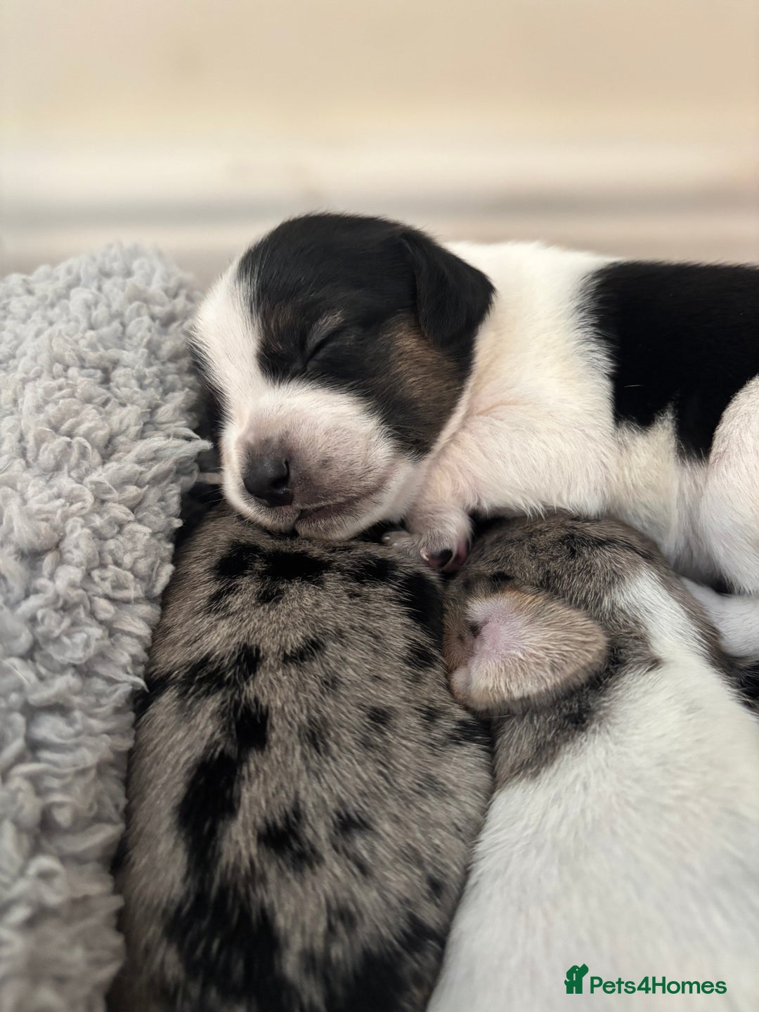 Mixed Breed dogs for sale: Unique mixed breed - Image 12