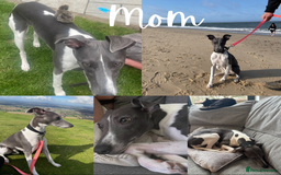 Whippet dogs for sale: KC Registered Whippet Puppies  - Image 7