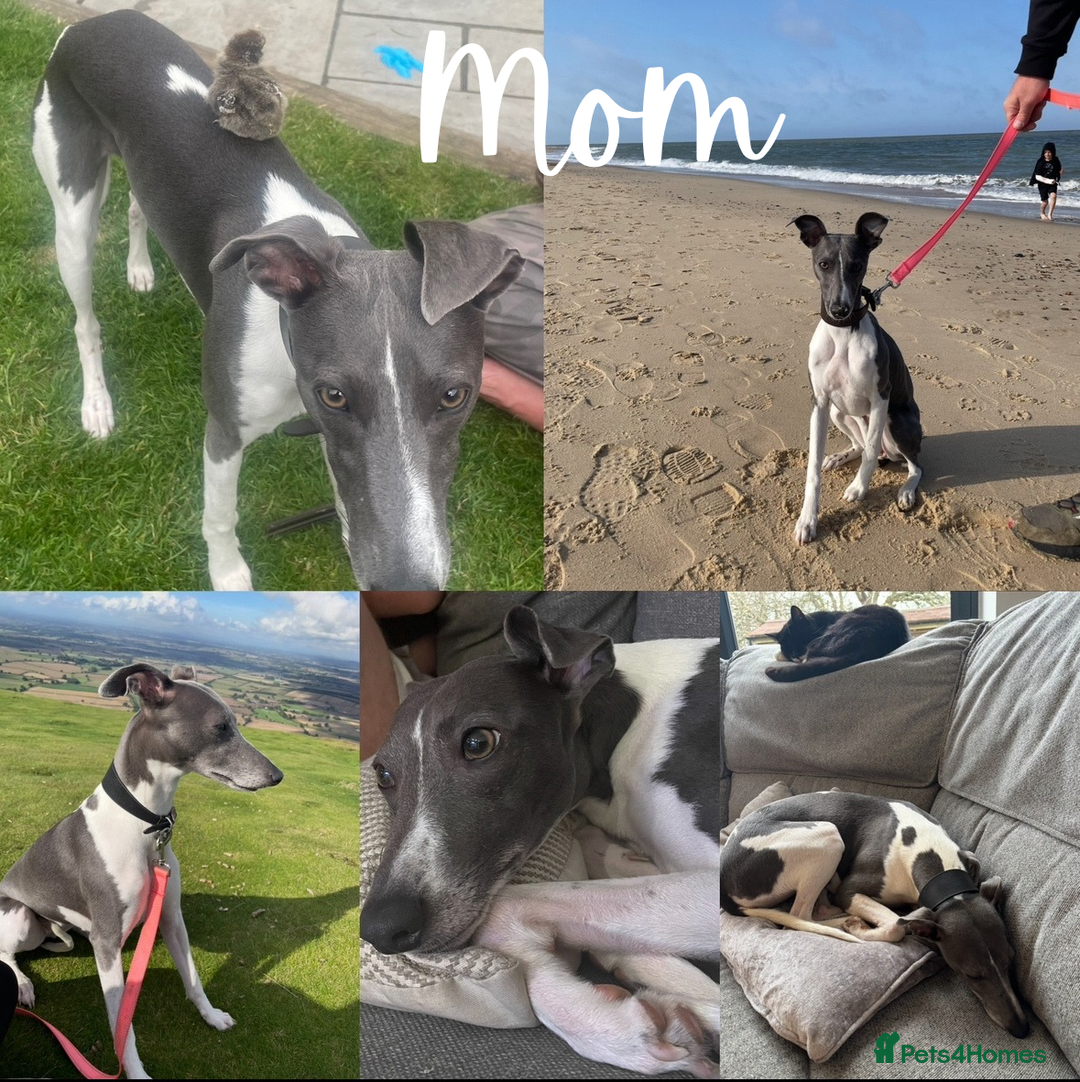 Whippet dogs for sale: KC Registered Whippet Puppies  - Image 7