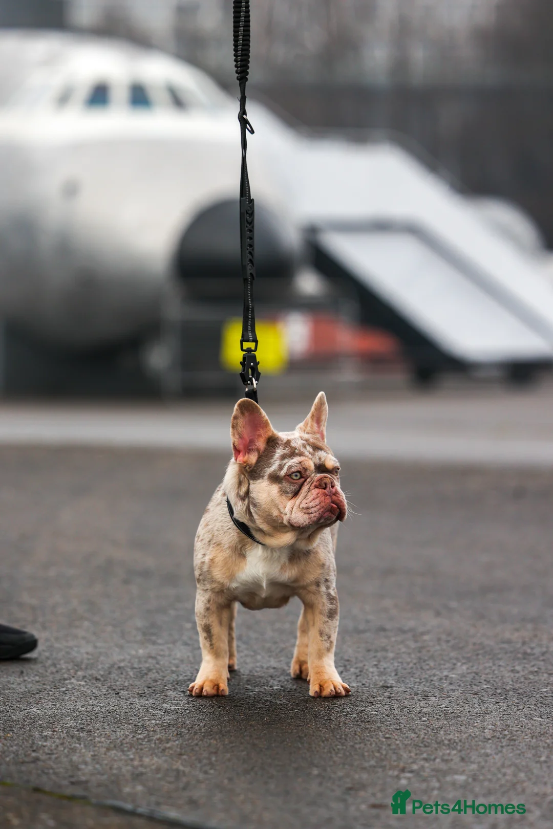 French Bulldog dogs for stud: Newshade Merle & tan pink&fluffy producer PROVEN  in Bagillt - Advert 6