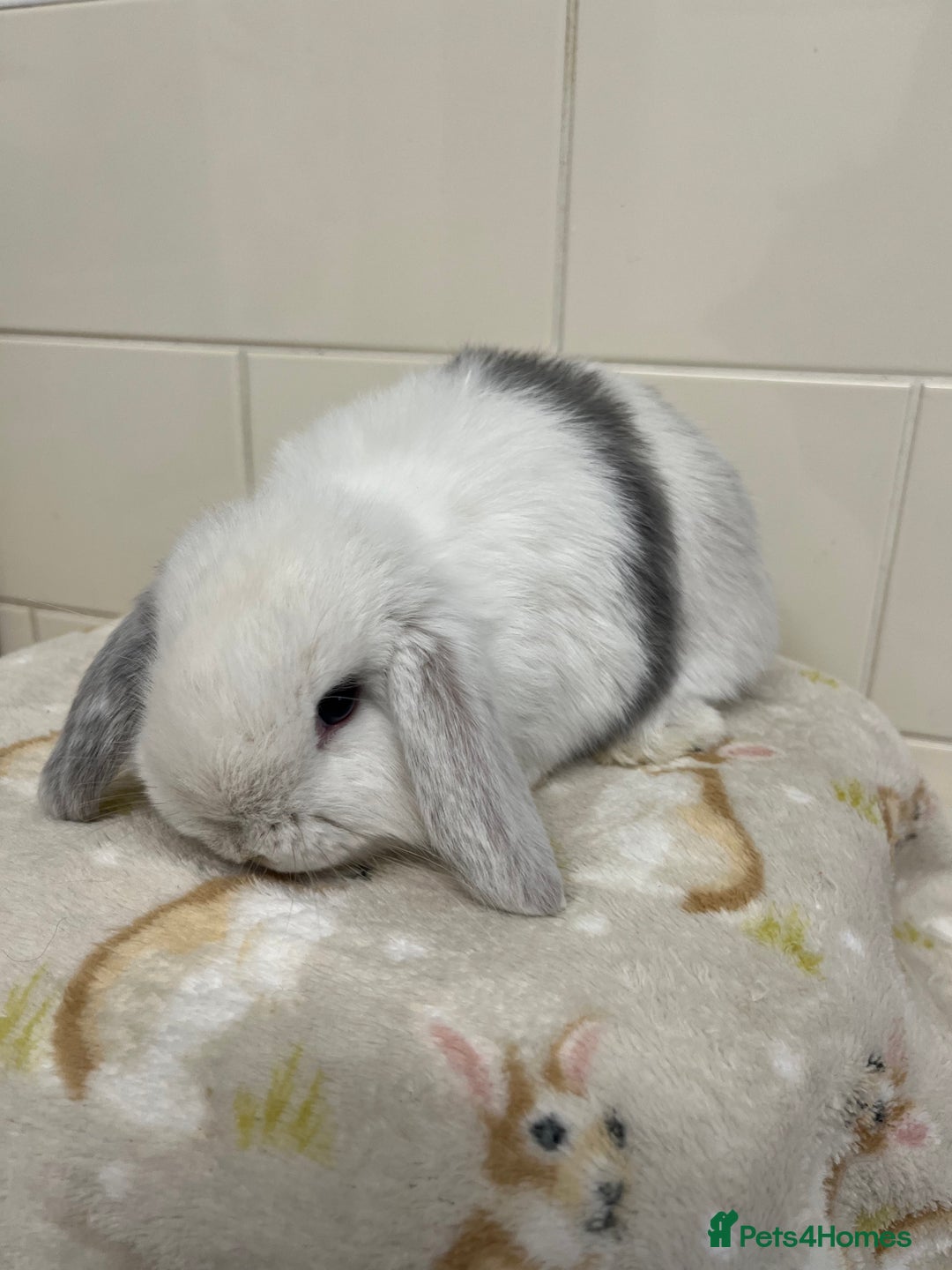 Mini Lop rabbits for sale: Stunning litter of mini lops ready soon  - Advert 8