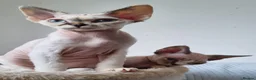 Devon Rex cats for sale: Devon Rex Kittens-Ready for Their Forever Homes! - Advert 14