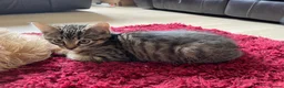 Mixed Breed cats for sale: 2 beautiful tabby kittens - Advert 4