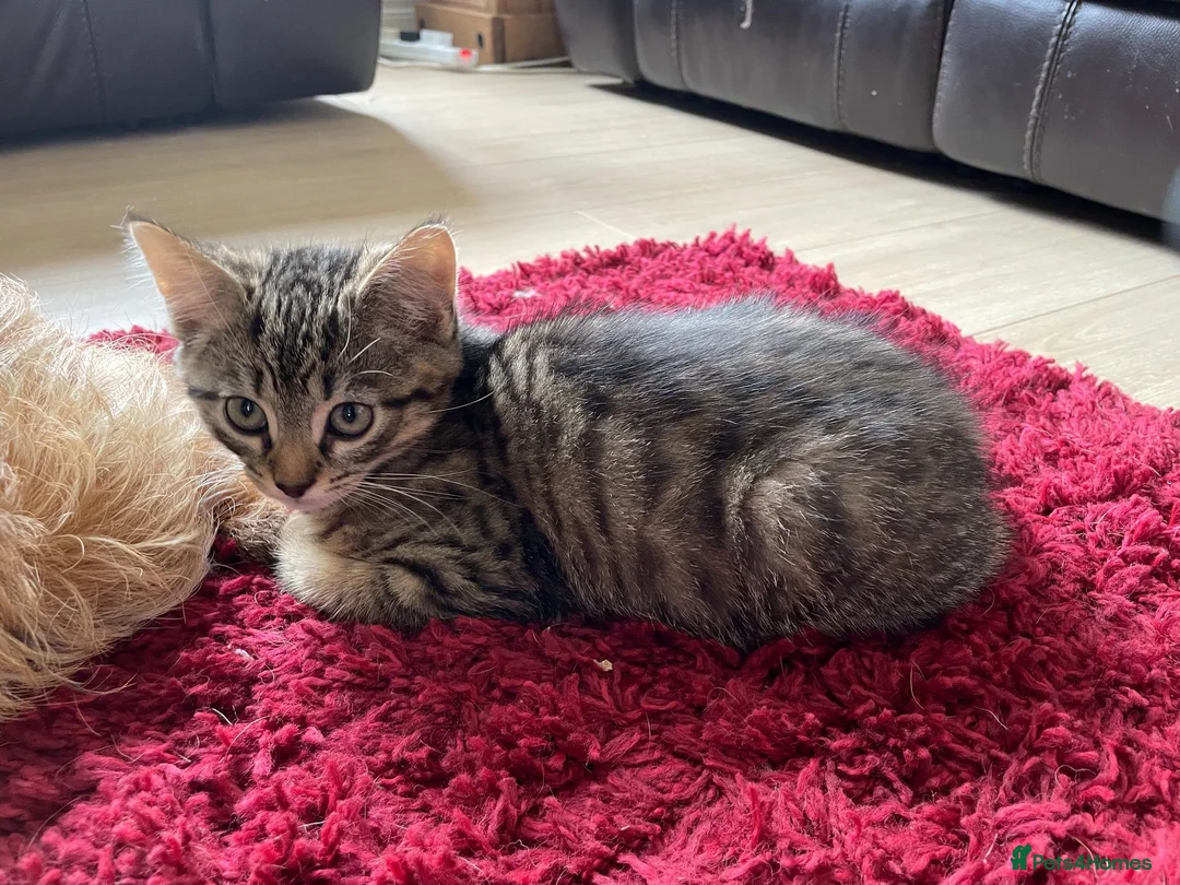 Mixed Breed cats for sale: 2 beautiful tabby kittens - Advert 4