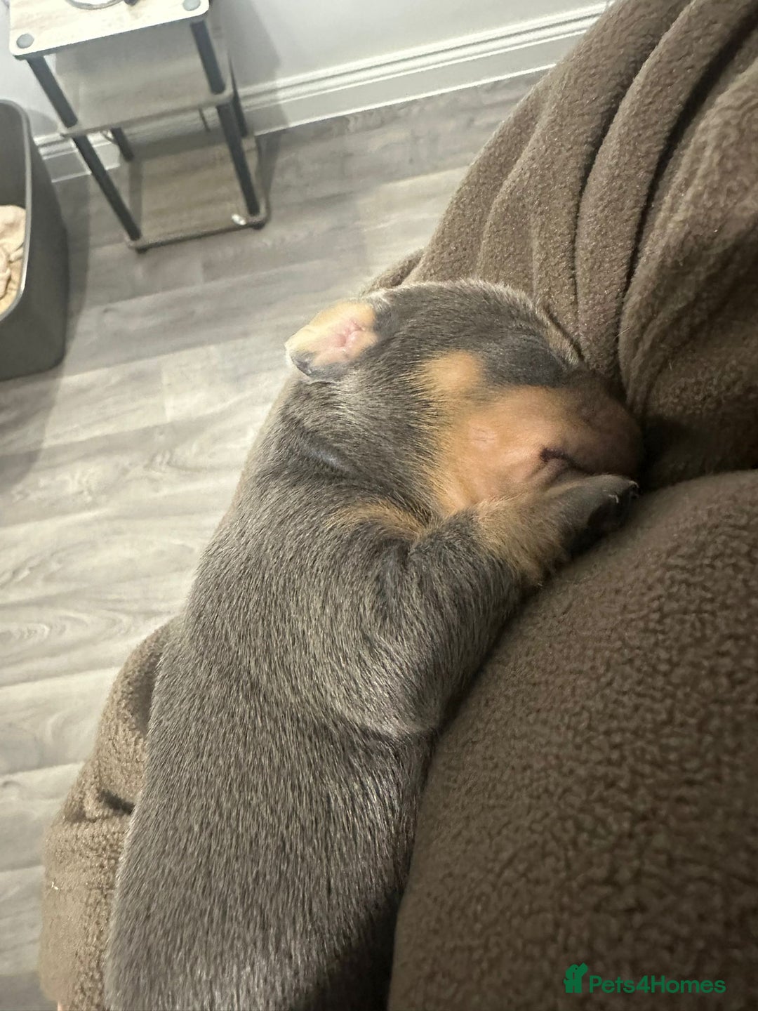 Mixed Breed dogs for sale: French Bull Wieners - Advert 5