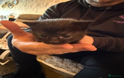Persian cats for sale: 4 adorable Persian kittens  - Image 5