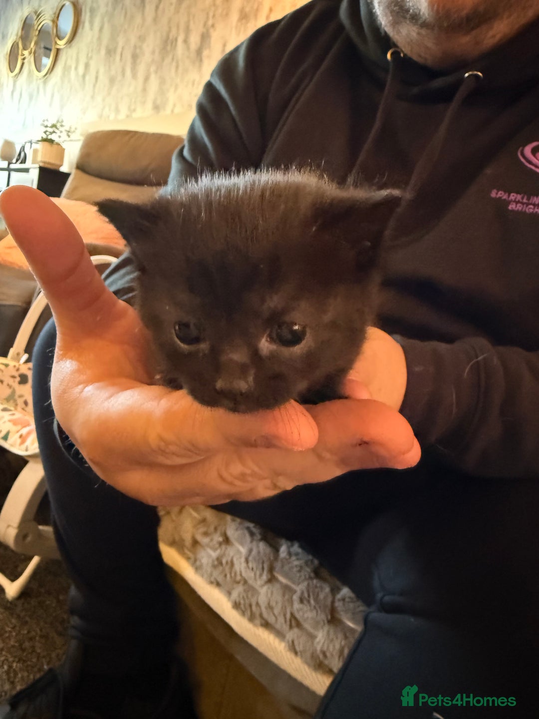 Persian cats for sale: 4 adorable Persian kittens  - Image 5