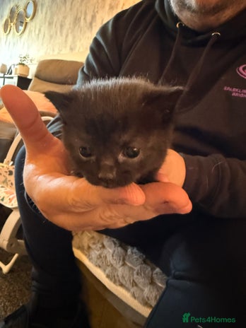 Persian cats - Advert 11