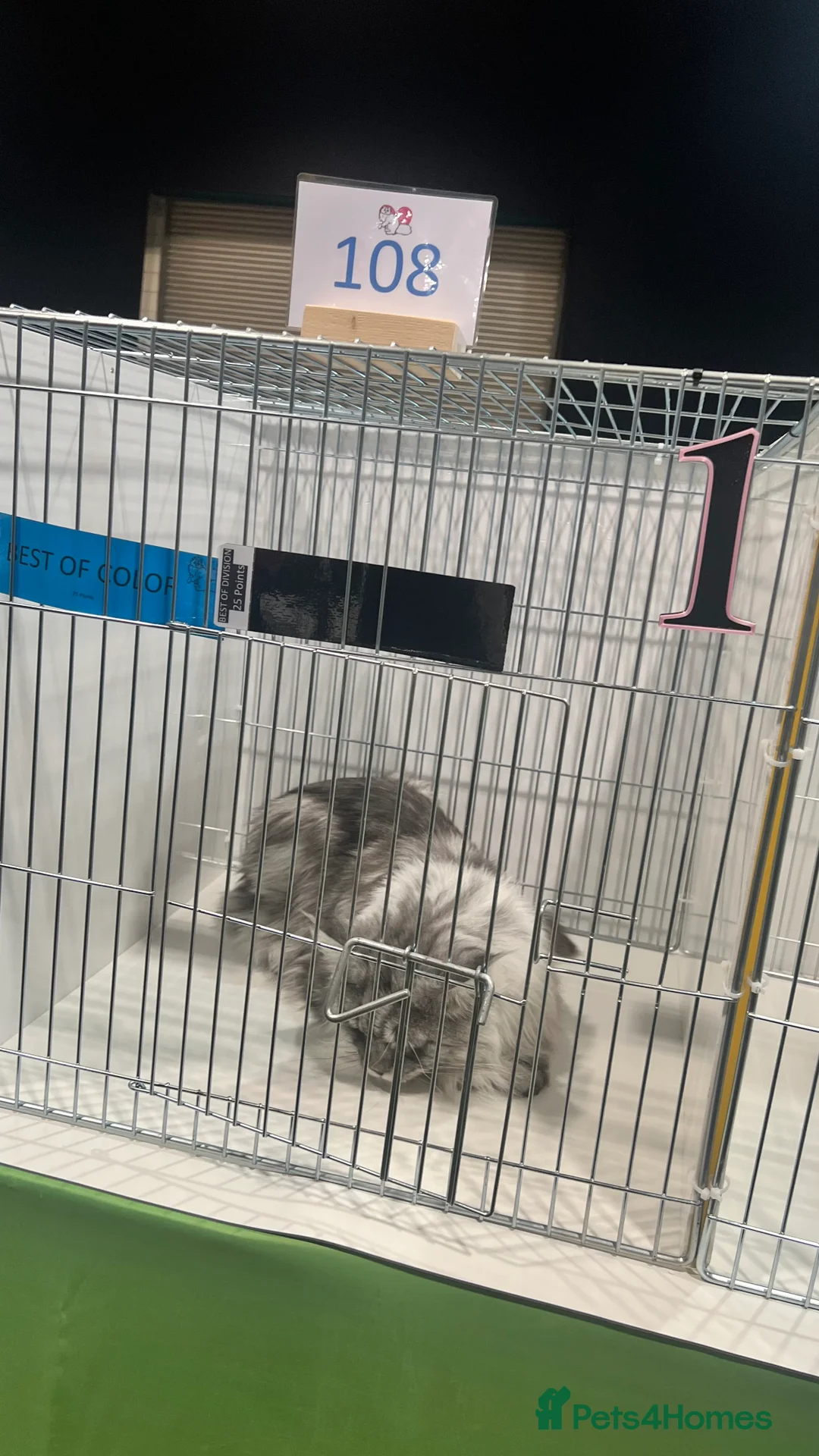 Maine Coon cats for stud: TICA champion and ICWW Maine Coon stud available  in Brighouse - Advert 15