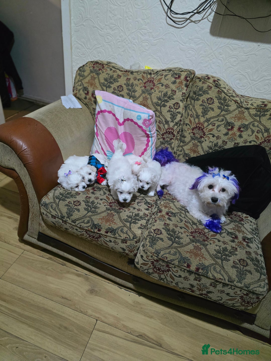 Maltese dogs for sale: Puppies for sale  - Advert 9