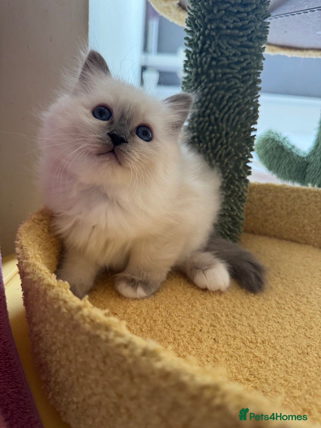 Birman cats for sale: Blue point female kitten for sale  - Image 11