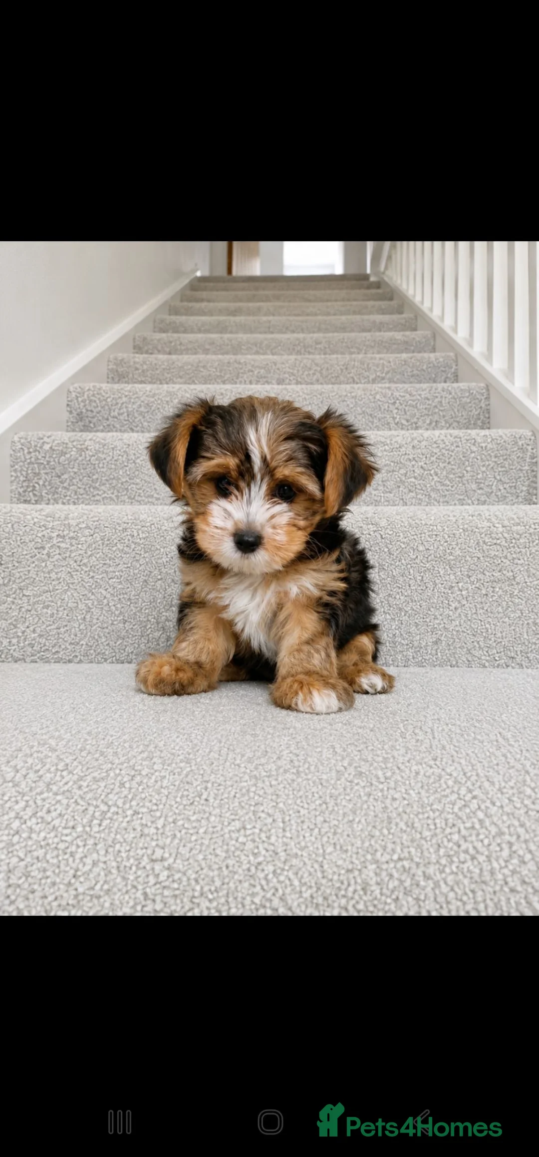 Yorkshire Terrier dogs for sale: Beautiful puppies looking for their forever homes! in Hemel Hempstead - Advert 2