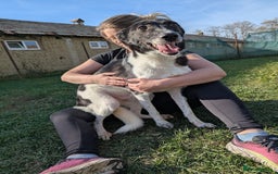 Mixed Breed dogs for adoption: Ferris for adoption - Image 1