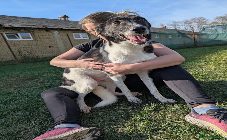 Mixed Breed dogs - Advert 3