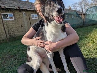 Mixed Breed dogs Ferris for adoption - Advert 10