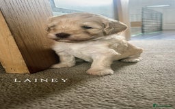 Mixed Breed dogs for sale: Gorgeous Double Doodle Puppies in Stourbridge - Image 18