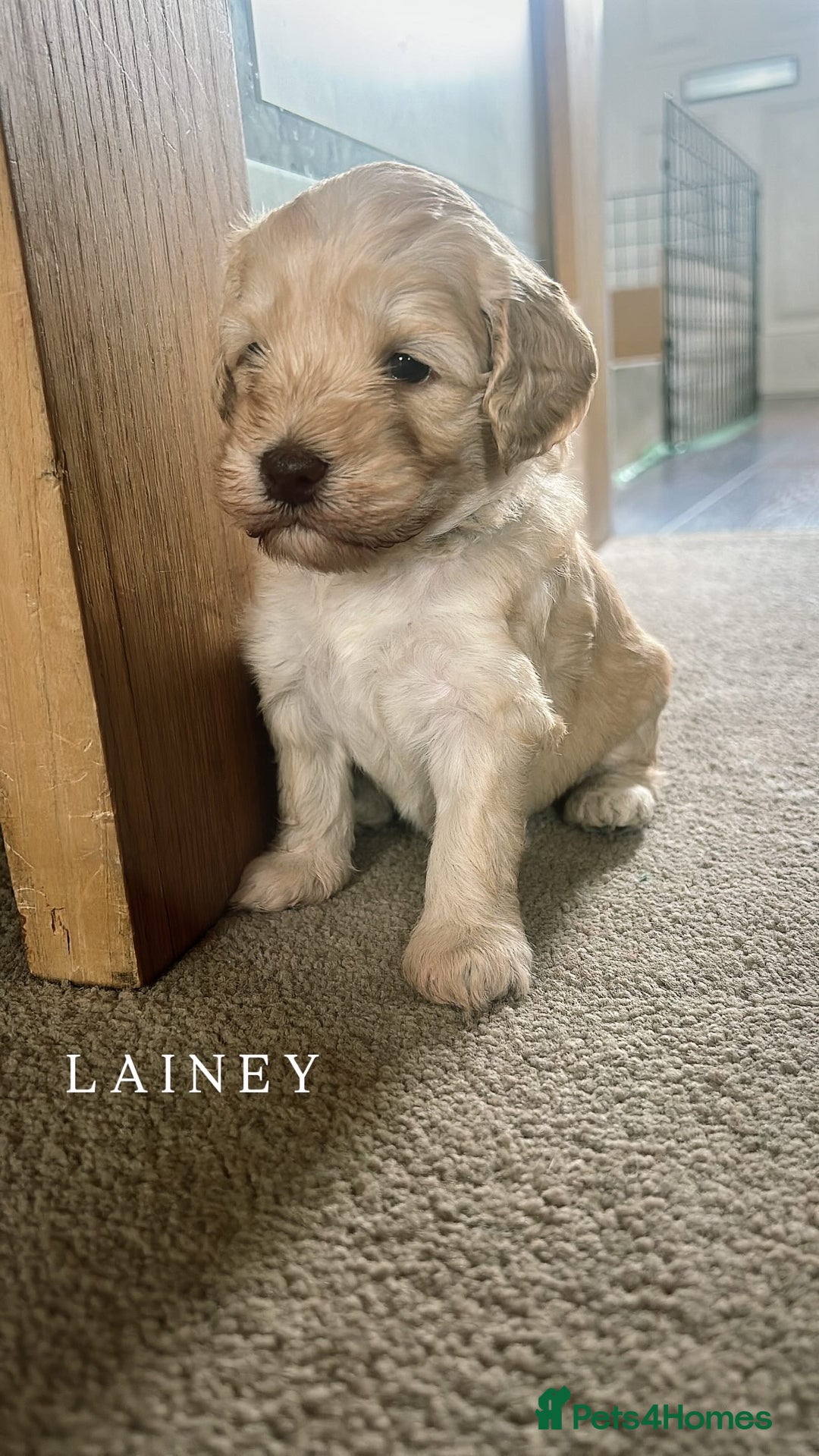 Mixed Breed dogs for sale: Gorgeous Double Doodle Puppies in Stourbridge - Image 18