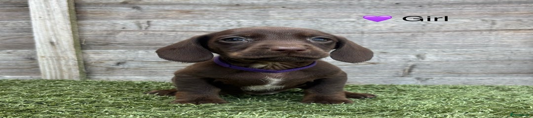Docker Puppy Purple Collar Girl