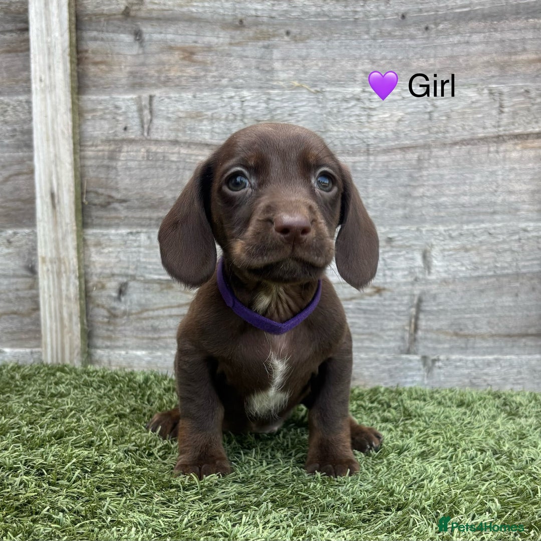 Mixed Breed dogs for sale: Top Quality F1 Docker Puppies - Image 17