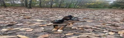 Australian Kelpie dogs for adoption: Binky - Advert 4