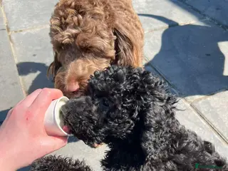 Cockapoo dogs 2 cockapoos for sale - Advert 1